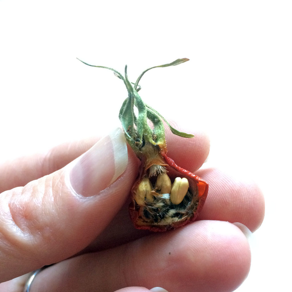 Photo by Elizabeth Willett - Rose hip, the fruit of the Rosa rugosa plant. It’s what continues to grow and ripen after a wild rose’s petals fall off. The red fleshy outer part is used in herbal medicine in part for its vitamin C content, which is rather high.