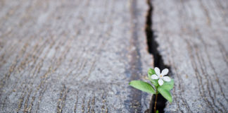 Flower blooming in hard circumstances