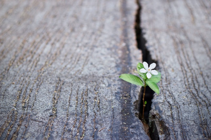 Flower blooming in hard circumstances