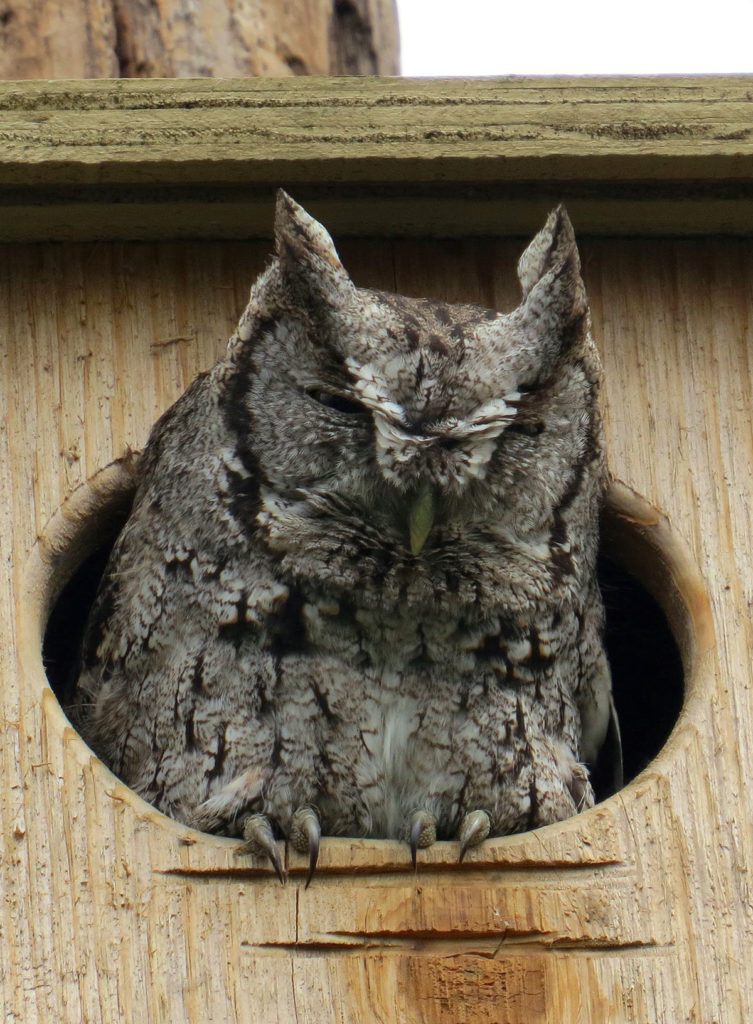 Submitted Photo - Eastern Screech Owl - Estero Llano Grande State Park, Texas