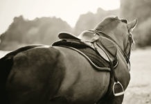 Saddle with stirrups on a back of a stallion.