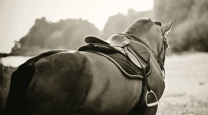 Saddle with stirrups on a back of a stallion.