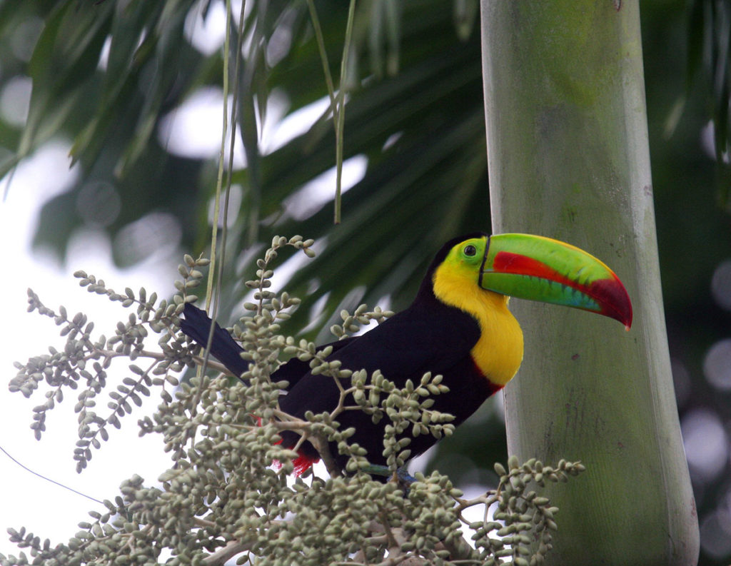 Submitted Photo - Keel-Billed Toucan in Ancon Hill, Panama