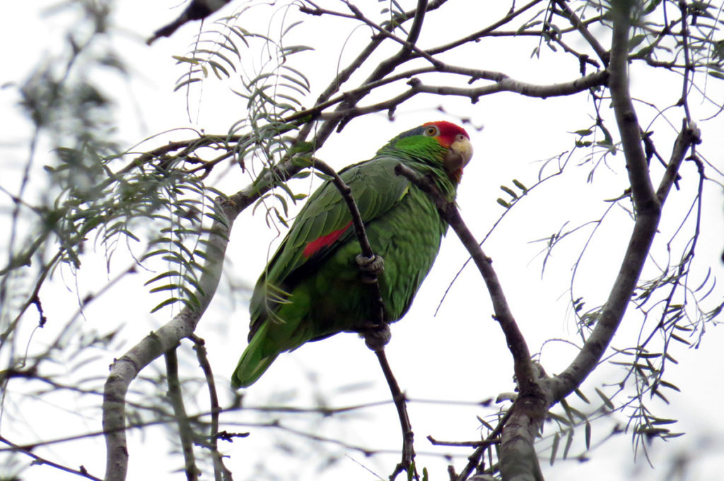 Submitted Photo - Red-Crowned Parrot - Valley Nature Center in Weslaco, Texas