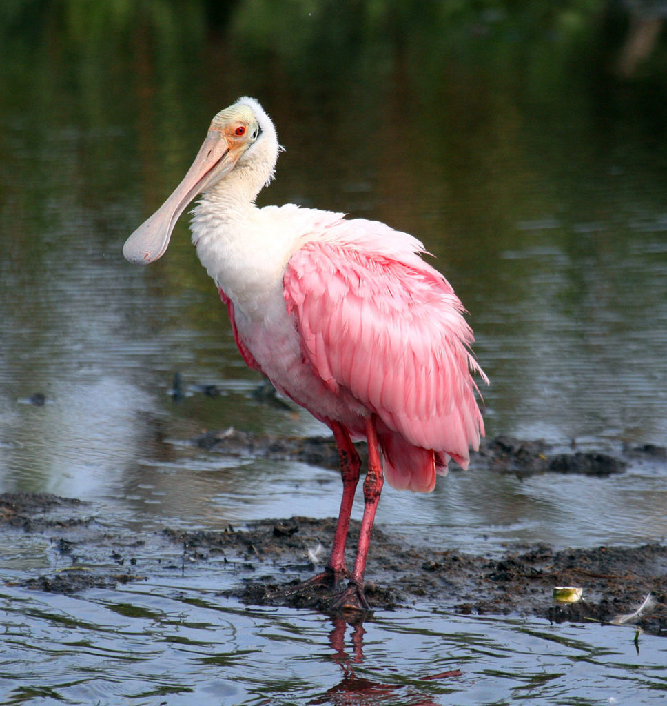 Submitted Photo - Roseate Spoonbill - South Padre Island, Texas