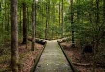 Concept of decision or choice using a wooden boardwalk in dense forest in Great Dismal Swamp