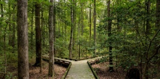 Concept of decision or choice using a wooden boardwalk in dense forest in Great Dismal Swamp