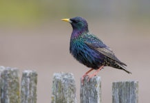 Starling