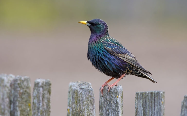 Starling