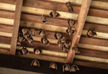 Group of Lesser Dog-faced Fruit Bat, Cyneropterus brachyotis