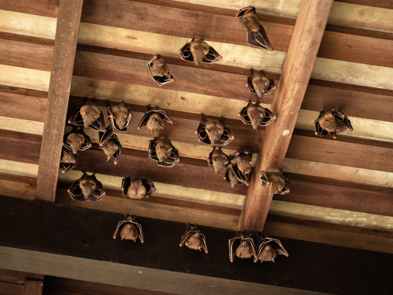 Group of Lesser Dog-faced Fruit Bat, Cyneropterus brachyotis