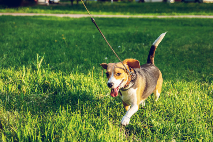 Beagle on a leash
