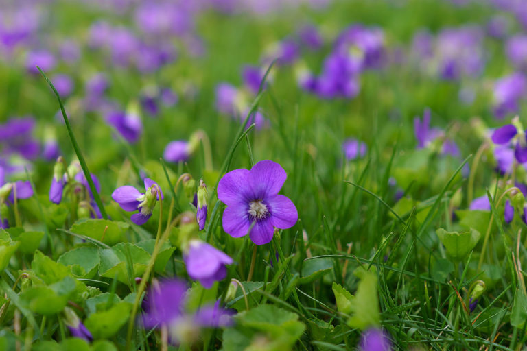 Wild Violets