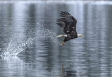 Bald eagle makes splash catching a fish.