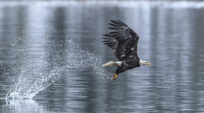 Bald eagle makes splash catching a fish.