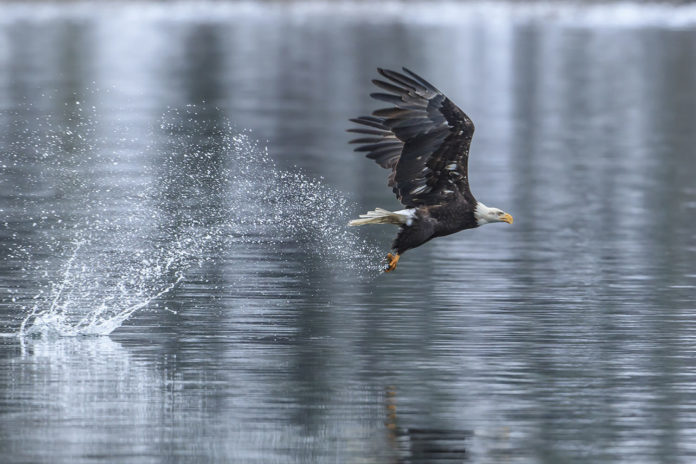 Bald eagle makes splash catching a fish.