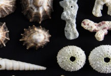 Photo by Lisa Lardy - Detail from Shells