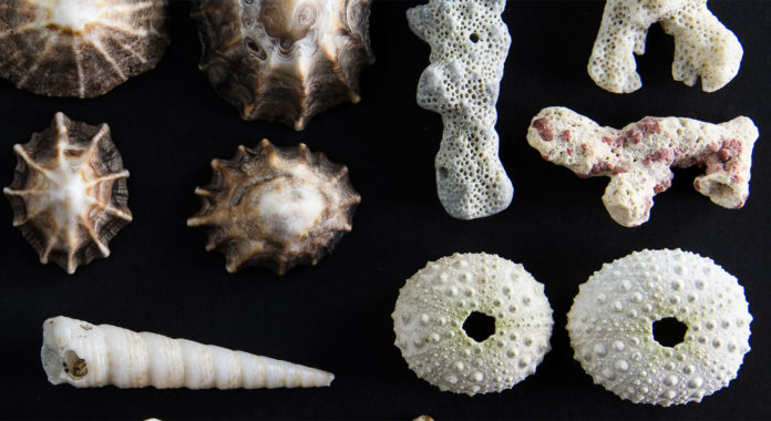 Photo by Lisa Lardy - Detail from Shells