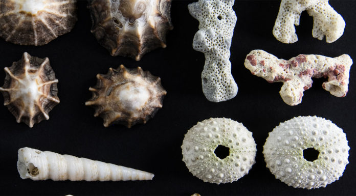 Photo by Lisa Lardy - Detail from Shells