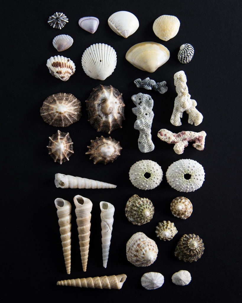 Photo by Lisa Lardy - Shells