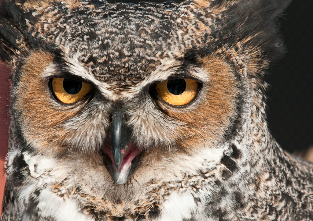 Photo by Lisa Lardy - Owl Face