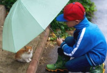 Boy showing kindness to kitten