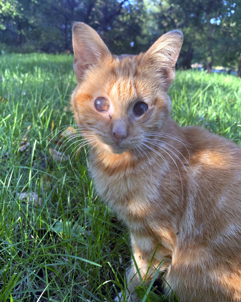 Photo by Molly Butler - Little Orange Cat With No Name
