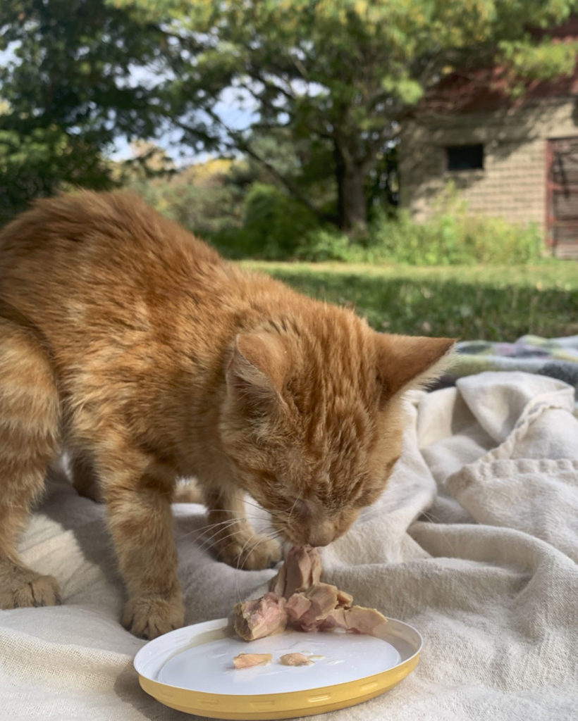 Photo by Molly Butler - Little Orange Cat With No Name enjoying her last meal of tuna.