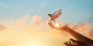 Hands releasing Dove