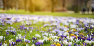 Crocus