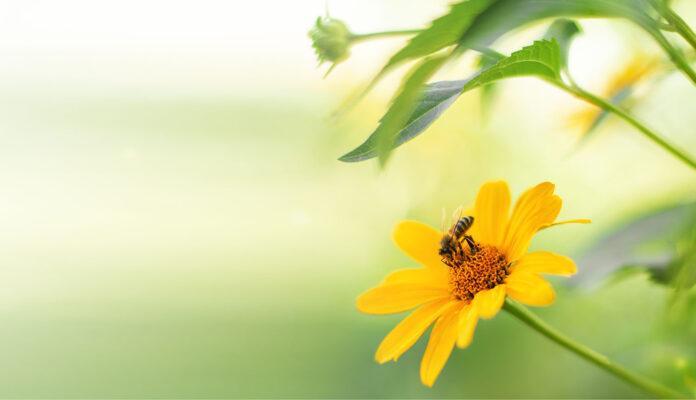 Bee on Flower