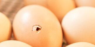 Eggs hatching