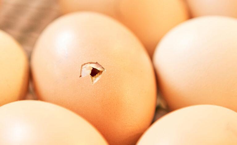 Eggs hatching