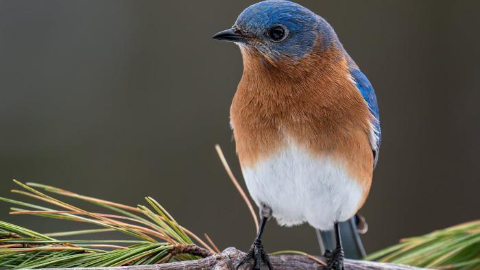 Pets and Animals | Eastern Bluebird