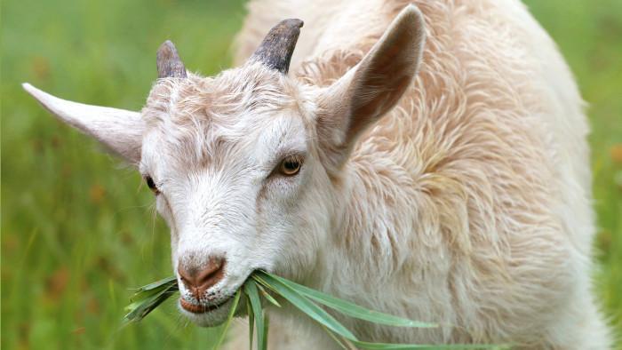 Animals and Pets | Goat