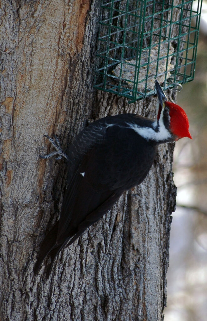 Photo by Don Lipps - Pileated Woodpecker - Mankato, MN