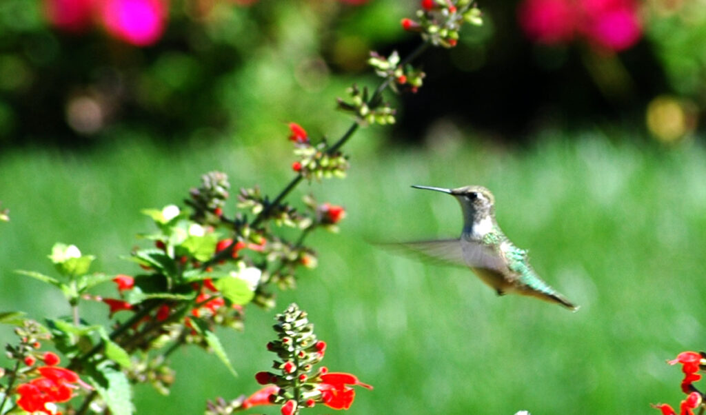 Photo by Don Lipps - Female Ruby-throated Hummingbird - Sibley Park, Mankato