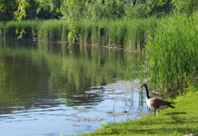 Photo by Don Lipps - Canada Goose at Spring Lake Park, Mankato