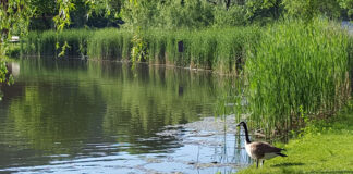 Photo by Don Lipps - Canada Goose at Spring Lake Park, Mankato