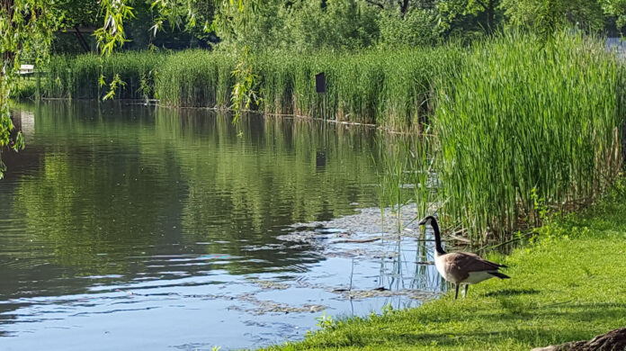 Photo by Don Lipps - Canada Goose at Spring Lake Park, Mankato