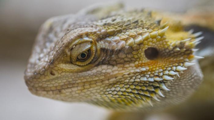 Animals and Pets | Lizard