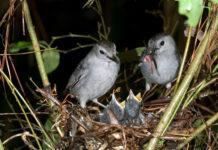 Family of nesting Catbirds