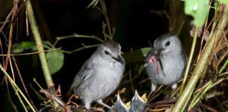 Family of nesting Catbirds
