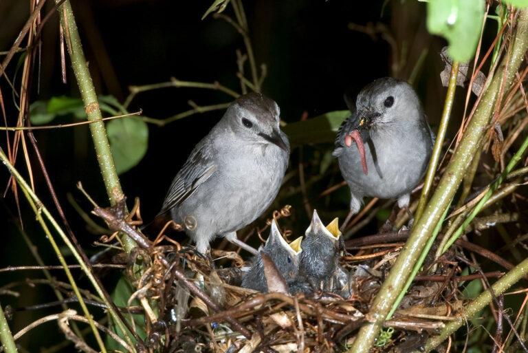 Family of nesting Catbirds