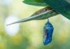 Monarch Chrysalis