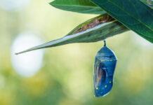 Monarch Chrysalis