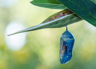 Monarch Chrysalis