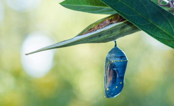 Monarch Chrysalis