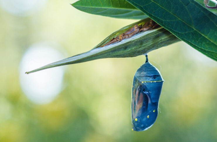 Monarch Chrysalis