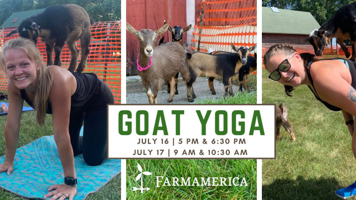 Farmamerica | Goat Yoga
